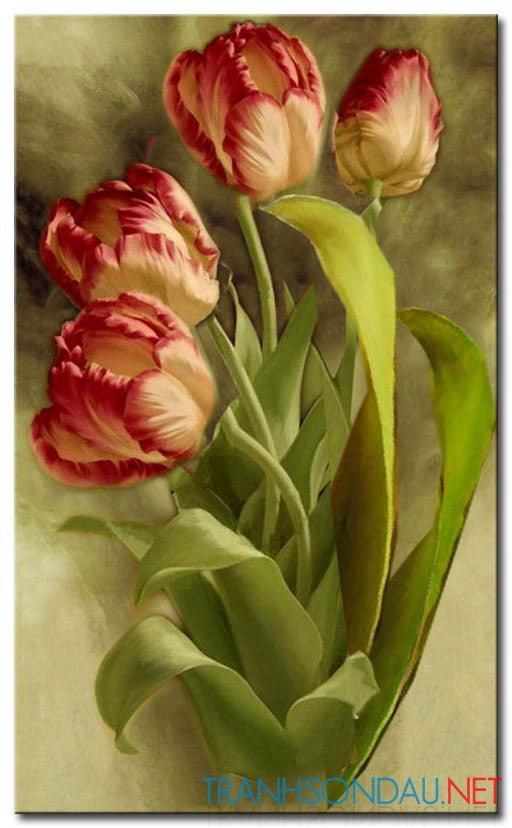 Tulip Khoe Sắc M1242